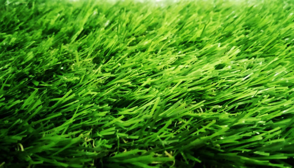 FINE DUO (Landscaping Bermuda grass)